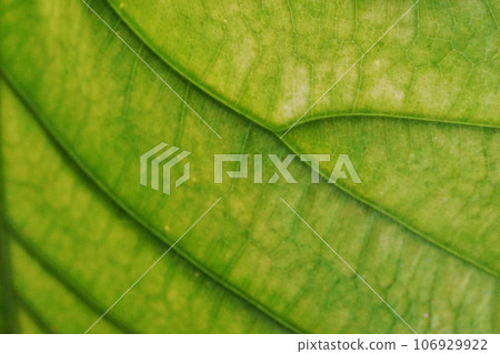 Close-up of leaf veins of a houseplant 106929922
