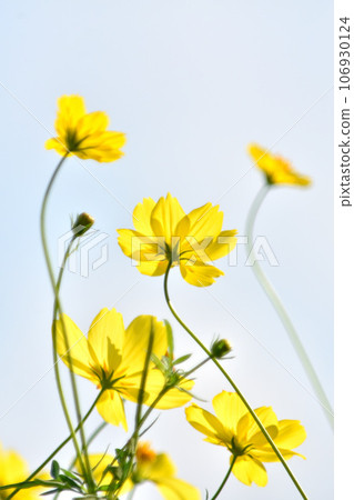 Kibana 宇宙在風中搖曳 106930124