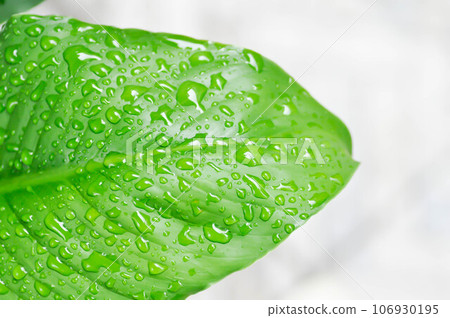 Spathiphyllum, monocotyledonous or Araceae or Spath or Lily Peace and rain drop or dew drop Spathiphyllum, monocotyledonous or Araceae or Spath or Lily Peace and rain drop or dew drop 106930195