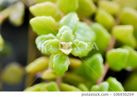 Miniature Peperomia or Pilea depressa and dew drop 106930204
