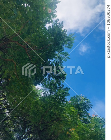 Sky and green 106930274