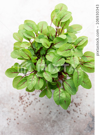 A pot with fresh sorrel microgreens A pot with fresh sorrel microgreens 106930343