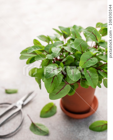 A pot with fresh sorrel microgreens A pot with fresh sorrel microgreens 106930344