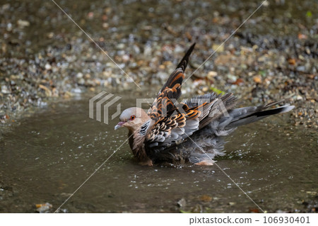 A turtledove bathing in the mountains in late summer 03 106930401