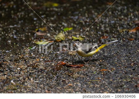 夏末在山地覓食的黃鶺鴒 03 106930406