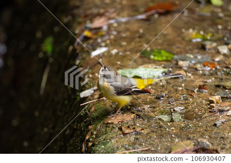Yellow Wagtail foraging on the ground in the mountains in late summer 04 106930407