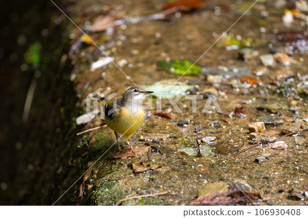 夏末在山地覓食的黃鶺鴒 05 106930408