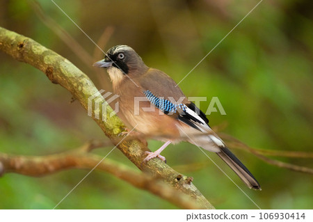 夏末的山，松鴉棲息在樹枝上 01 106930414