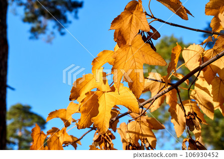 Autumn bright orange maple leaves close up in sunny day and blue sky Autumn bright orange maple leaves close up in sunny day and blue sky 106930452