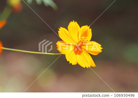  黃波斯菊 106930496