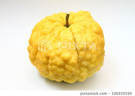 獅子柚子22 獅子柚子22 106930589