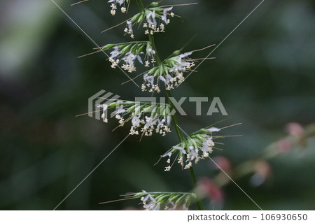 千吉三笠花 千吉三笠花 106930650