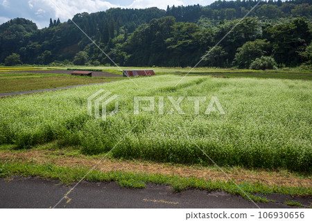 Flowers near Hiruzen Plateau in Okayama Prefecture, Japan 106930656
