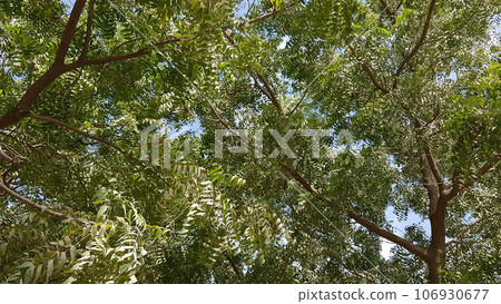blue sky and many branches of green neem trees blue sky and many branches of green neem trees 106930677