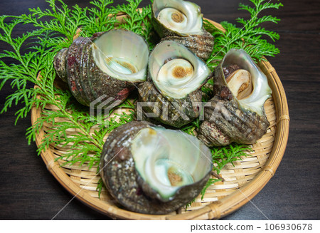 Live turban shells in a colander Live turban shells in a colander 106930678