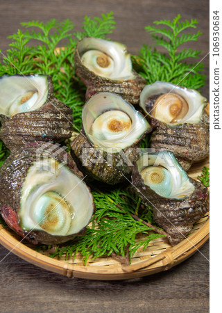 Live turban shells in a colander 106930684