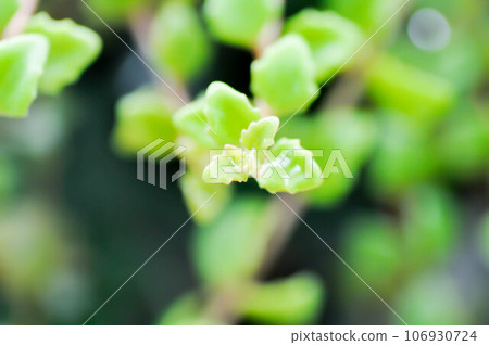 Miniature Peperomia or Pilea depressa and dew drop Miniature Peperomia or Pilea depressa and dew drop 106930724