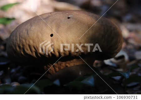 Notake mushrooms growing on the forest floor Notake mushrooms growing on the forest floor 106930731