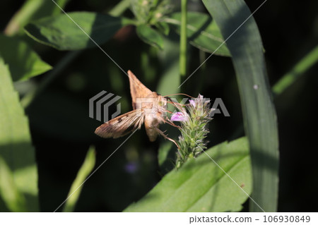 Honey-sucking bollworm 106930849