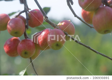 Autumn fruit princess apple 106930891