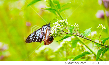 蝴蝶遊 淺木斑 蝴蝶遊 淺木斑 106931136