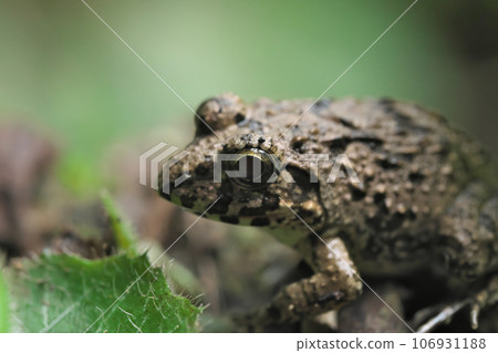 Close-up of a marsh frog 106931188