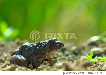Close-up of a privet frog 106931190