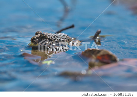 一隻女貞蛙在水面上露出臉，反射著秋天的天空 106931192