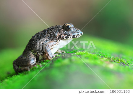 A privet frog looking out into the forest from atop a moss rock 106931193