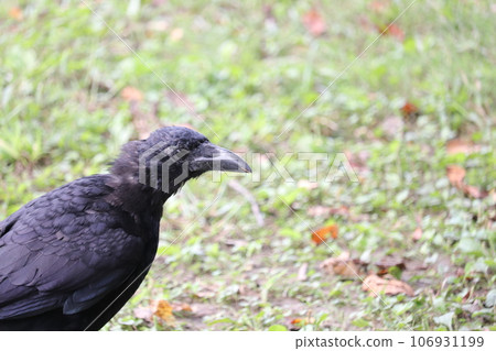 年輕的長嘴烏鴉 106931199