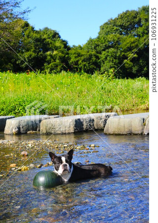 Mighty the Boston terrier watches over watermelons chilled in the clear waters of the Miyako River ♡ 106931225