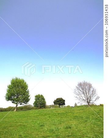 Grassland scenery with fresh green trees and dead trees in Misato Park in spring 106931438