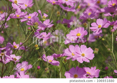 Cosmos (fall cherry) Cosmos (fall cherry) 106931880