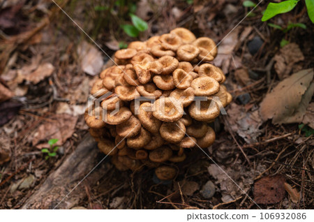Wild mushroom Naratakemodoki Wild mushroom Naratakemodoki 106932086