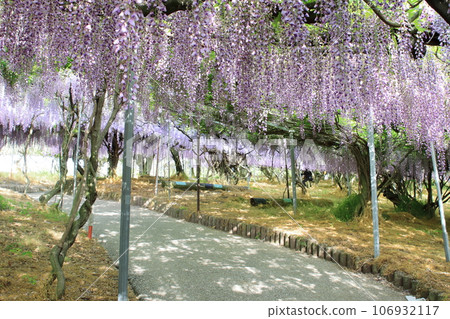 wisteria flowers in full bloom wisteria flowers in full bloom 106932117