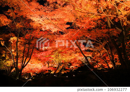 Otakuro Park's autumn leaves light up Otakuro Park's autumn leaves light up 106932277