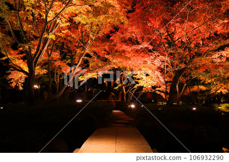 Otakuro Park's autumn leaves light up 106932290