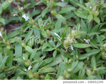 Summer weed Meriken Mugura 106932295