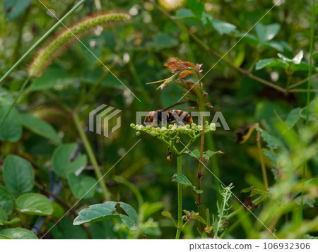 Asian giant hornet sucking nectar from flowers♀ Asian giant hornet sucking nectar from flowers♀ 106932306