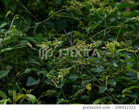 Aosujihaja harvesting in the cabbage Aosujihaja harvesting in the cabbage 106932322