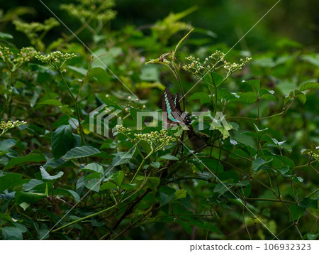 Aosujihaja harvesting in the cabbage Aosujihaja harvesting in the cabbage 106932323