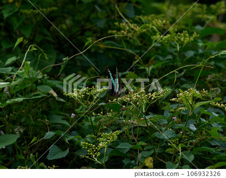 Aosujihaja harvesting in the cabbage Aosujihaja harvesting in the cabbage 106932326