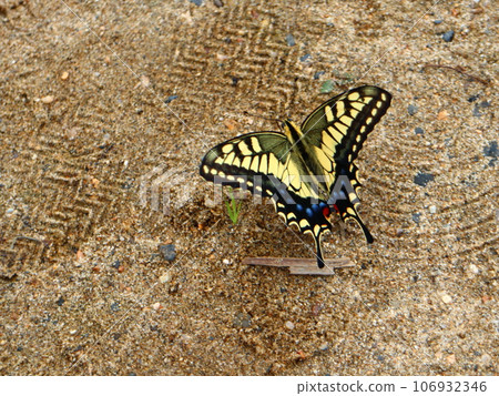 一隻燕尾蝴蝶展開翅膀棲息在沙灘上 106932346