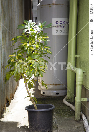alley and plants alley and plants 106932399
