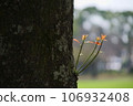 Shoots that grow on trees 106932408