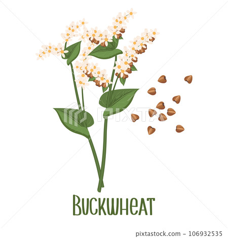 Set of buckwheat grains and spikelets. Buckwheat plant, buckwheat grains. Agriculture, food icons, design elements, vector Set of buckwheat grains and spikelets. Buckwheat plant, buckwheat grains. Agriculture, food icons, design elements, vector 106932535