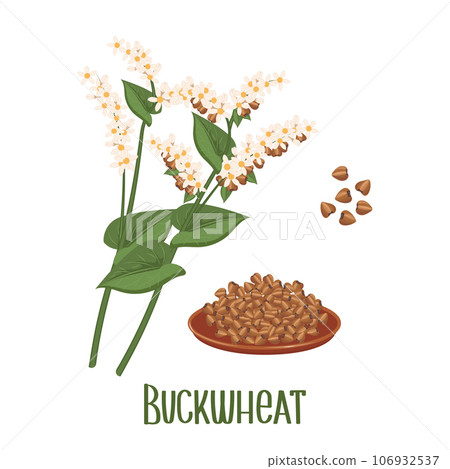 Set of buckwheat grains and spikelets. Buckwheat plant, buckwheat grains in a plate. Agriculture, food icons, design elements, vector 106932537