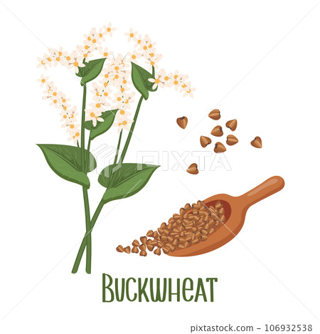 Set of buckwheat grains and spikelets. Buckwheat plant, buckwheat grains. Agriculture, food icons, design elements, vector 106932538