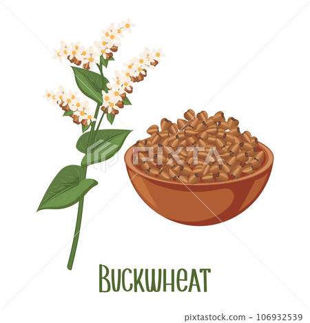 Set of buckwheat grains and spikelets. Buckwheat plant, buckwheat grains in a plate. Agriculture, food icons, design elements, vector Set of buckwheat grains and spikelets. Buckwheat plant, buckwheat grains in a plate. Agriculture, food icons, design elements, vector 106932539
