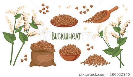 Set of buckwheat grains and spikelets. Buckwheat plant, buckwheat grains in a plate, spoon and bag. Agriculture, food icons, design elements, vector Set of buckwheat grains and spikelets. Buckwheat plant, buckwheat grains in a plate, spoon and bag. Agriculture, food icons, design elements, vector 106932540